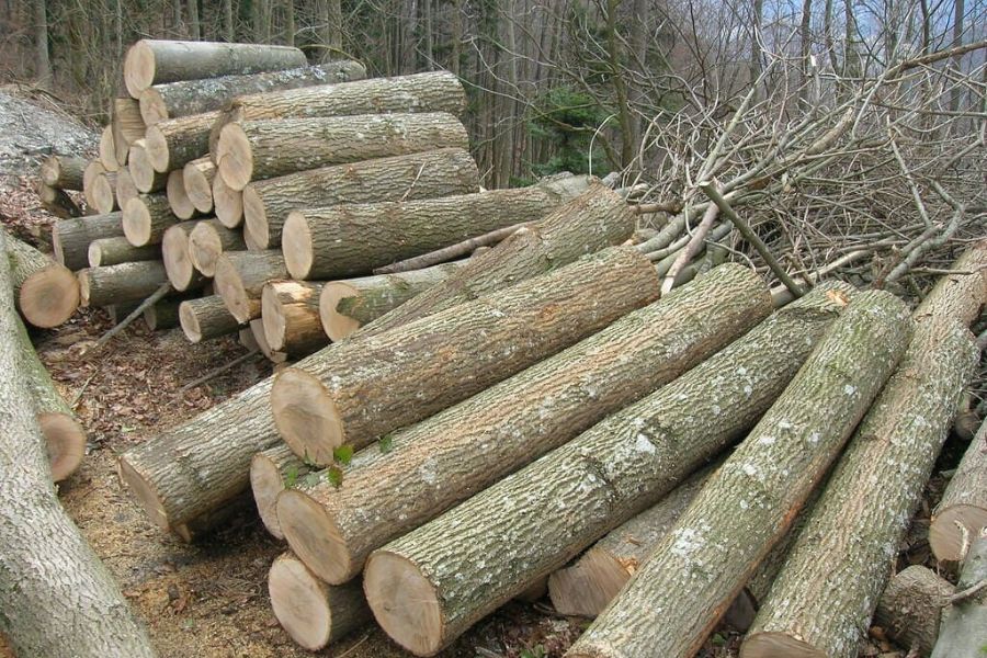 Thân cây gỗ tần bì sau khi được khai thác