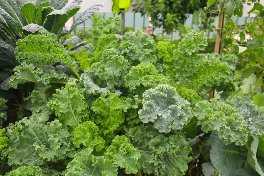 Trồng rau xanh trên sân thượng